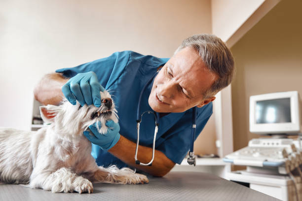 Best Emergency Root Canal Treatment in Westhaven Moonstone, CA